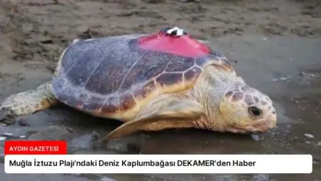 Muğla İztuzu Plajı’ndaki Deniz Kaplumbağası DEKAMER’den Haber