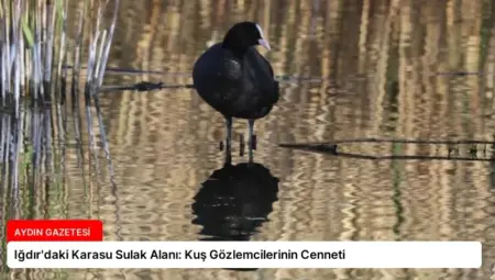 Iğdır’daki Karasu Sulak Alanı: Kuş Gözlemcilerinin Cenneti
