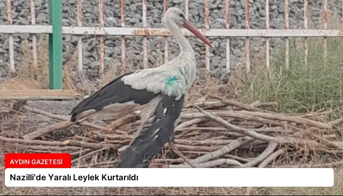 Nazilli’de Yaralı Leylek Kurtarıldı