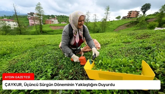 ÇAYKUR, Üçüncü Sürgün Döneminin Yaklaştığını Duyurdu