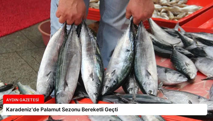 Karadeniz’de Palamut Sezonu Bereketli Geçti