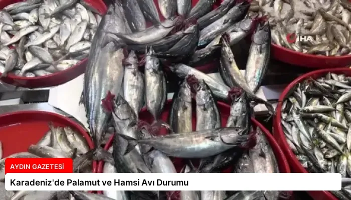 Karadeniz’de Palamut ve Hamsi Avı Durumu
