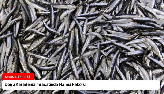 Doğu Karadeniz İhracatında Hamsi Rekoru!