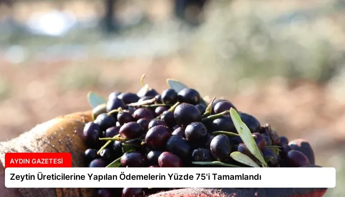 Zeytin Üreticilerine Yapılan Ödemelerin Yüzde 75’i Tamamlandı