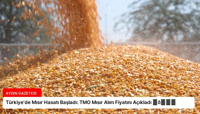 Türkiye’de Mısır Hasatı Başladı: TMO Mısır Alım Fiyatını Açıkladı ⏬👇