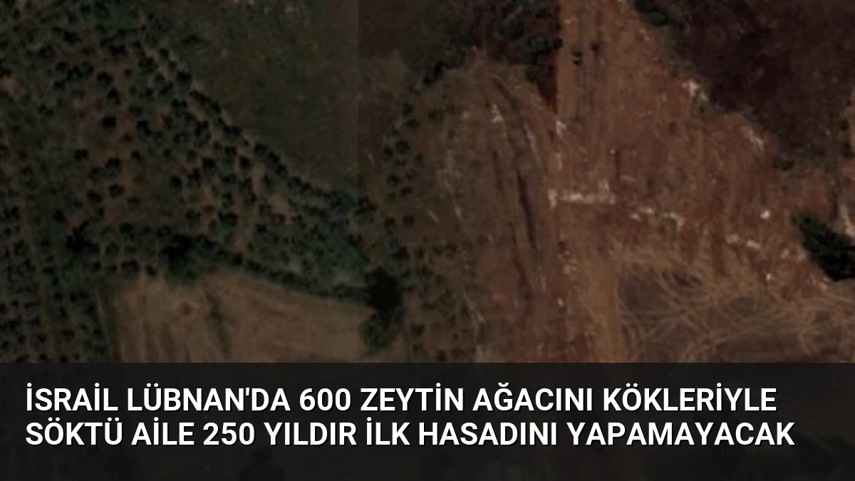 İsrail Lübnan’da 600 Zeytin Ağacını Kökleriyle Söktü Aile 250 Yıldır İlk Hasadını Yapamayacak