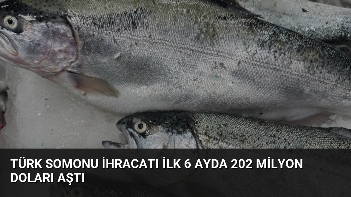 Türk Somonu İhracatı İlk 6 Ayda 202 Milyon Doları Aştı
