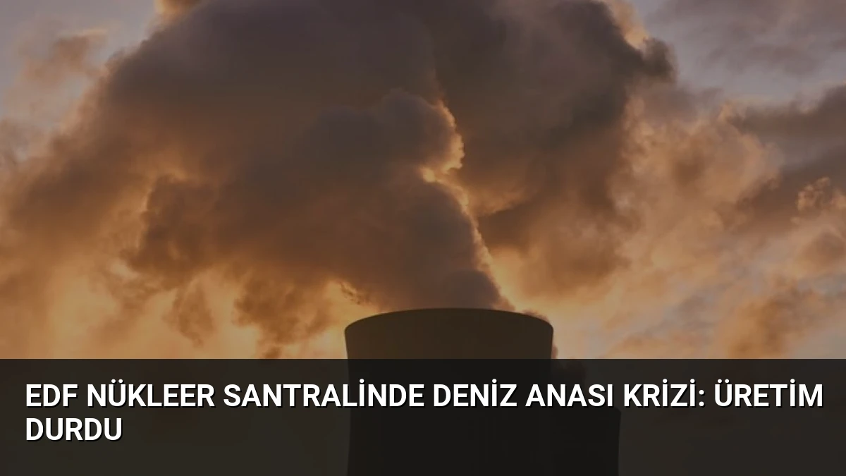 EDF Nükleer Santralinde Deniz Anası Krizi: Üretim Durdu