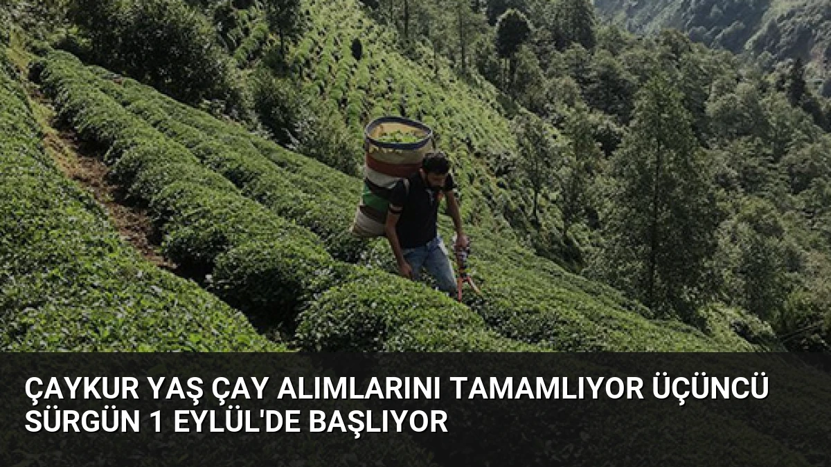 ÇAYKUR Yaş Çay Alımlarını Tamamlıyor Üçüncü Sürgün 1 Eylül’de Başlıyor