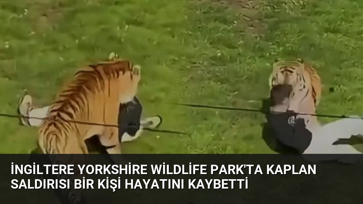 İngiltere Yorkshire Wildlife Park’ta kaplan saldırısı Bir kişi hayatını kaybetti
