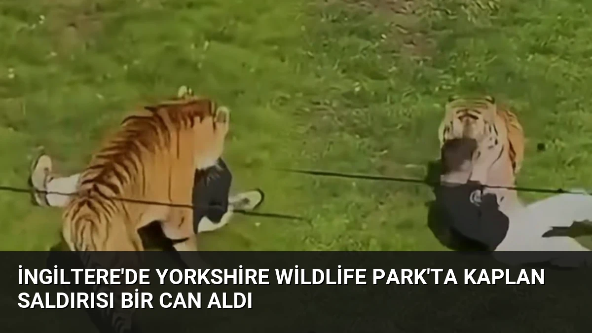 İngiltere’de Yorkshire Wildlife Park’ta Kaplan Saldırısı Bir Can Aldı