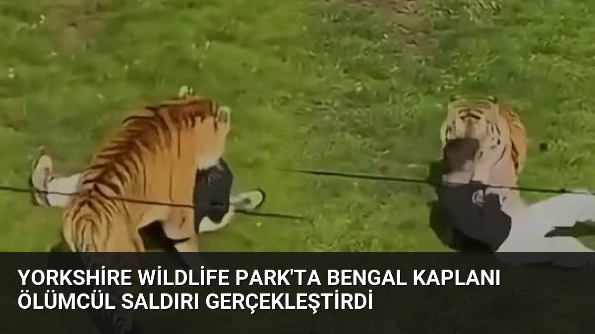 Yorkshire Wildlife Park’ta Bengal Kaplanı Ölümcül Saldırı Gerçekleştirdi